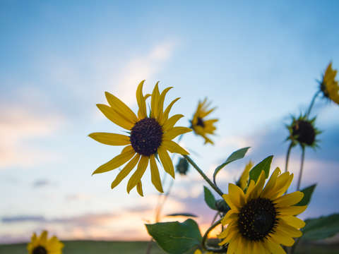 Floral sunset