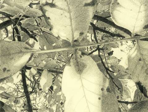 October light under the foliage 2