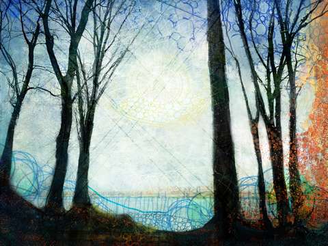 The light in the forest