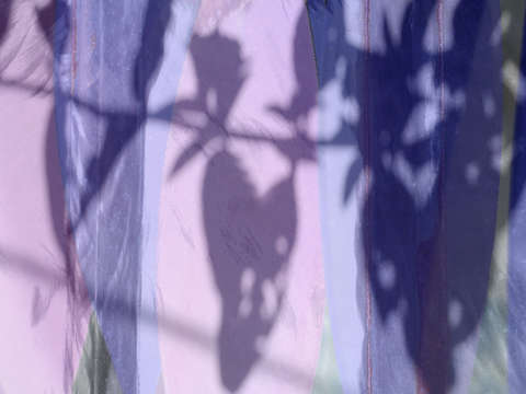 Lilac vines 1239