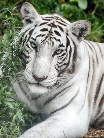 White beautiful