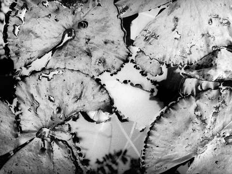Water lilies 4