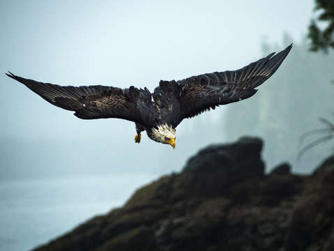 Attacking eagle