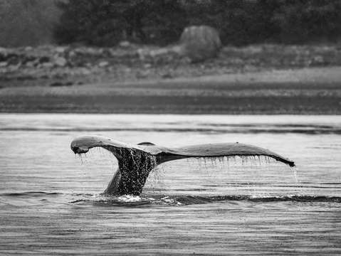 Whale tale