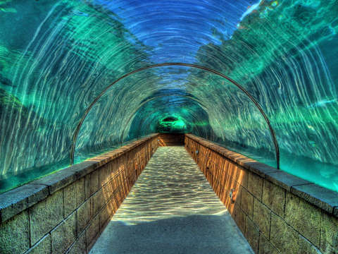 Predator lagoon