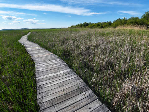 Plum island