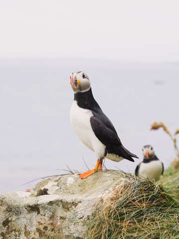 Staffa puffin
