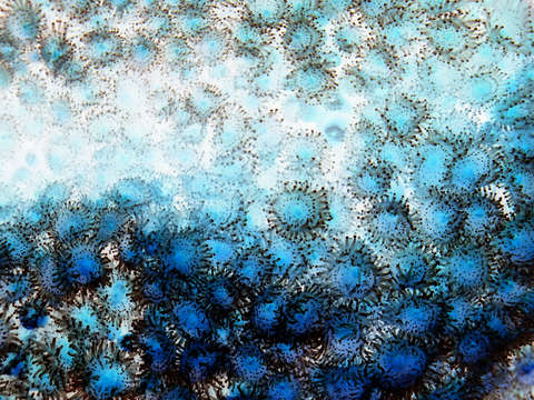 Blue anemonies 02364