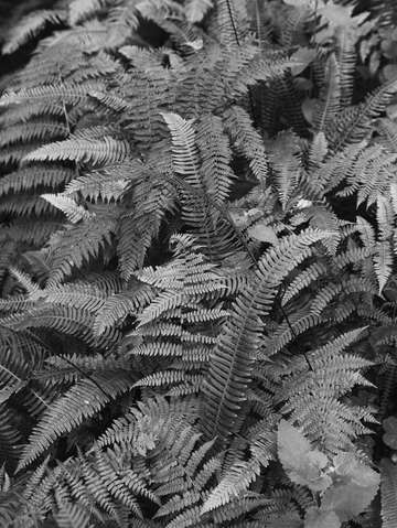 Sliver ferns