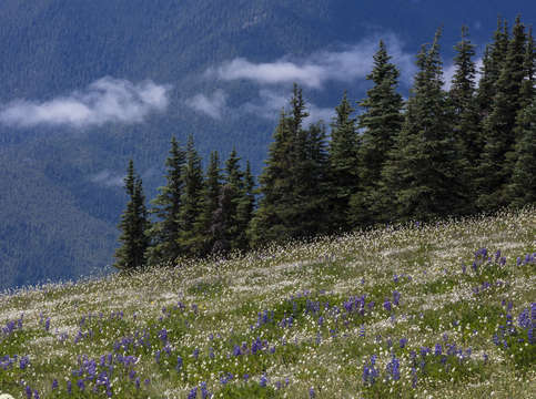 Meadow and low clouds