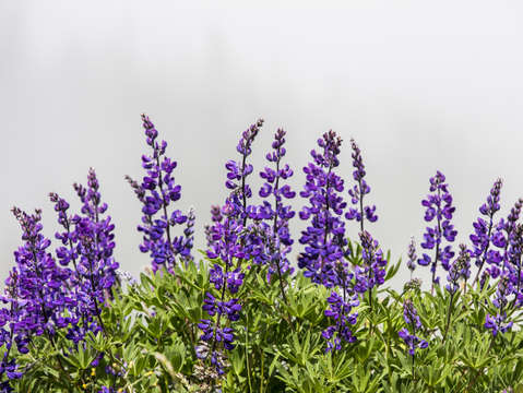 Lupine in the mist