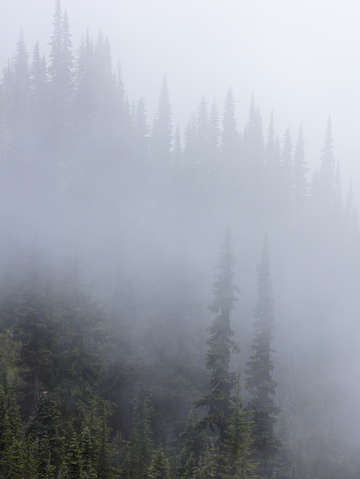 Forest mist