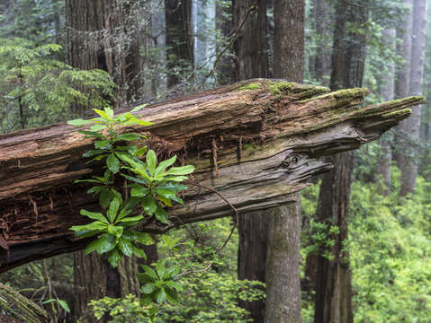 Redwood forest 3