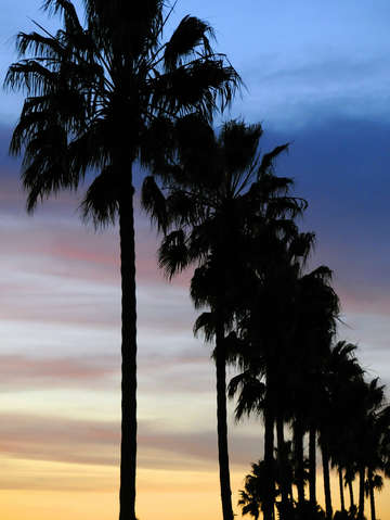 Colors and palms