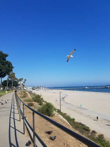 Free bird