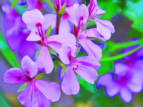 Purple color abstract