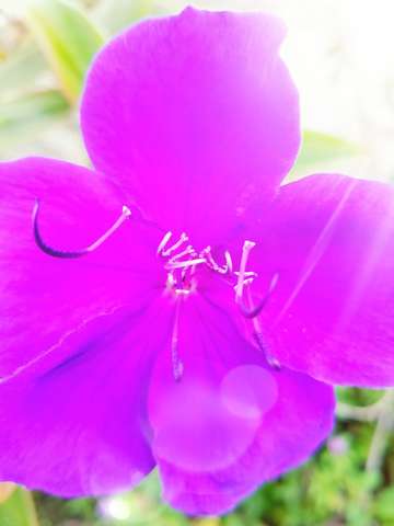 Flower of beauty 2