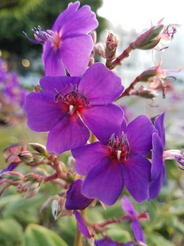 Flowers 3