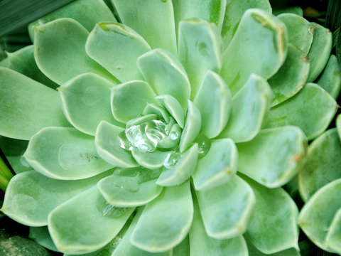 Water drop catcus