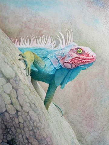 Iguana ii