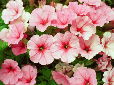 Pink flowers 4