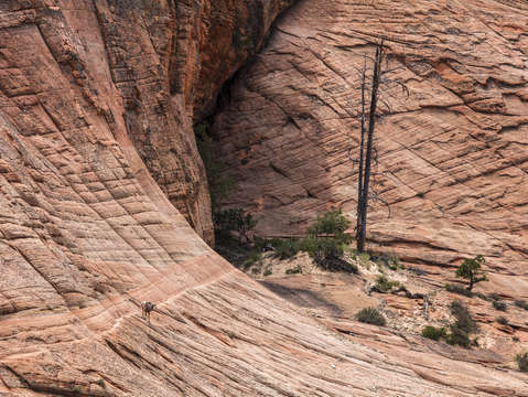 Big horned sheep and sandstone canyon