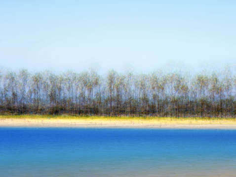 Line of palms