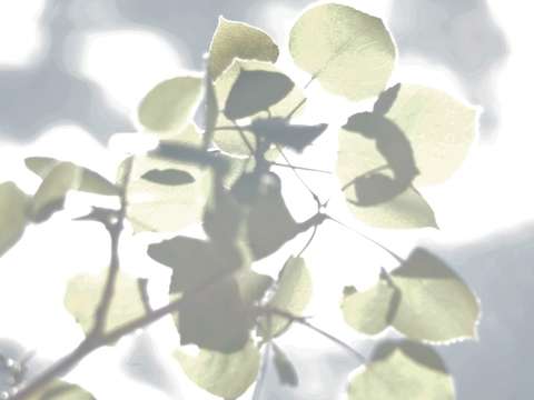 Sun kissed aspen