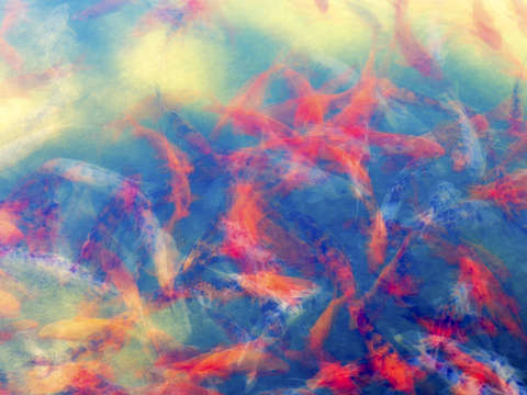 A konfusion of koi