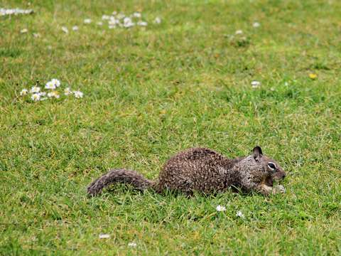 Squirrel devouring something tasty in the grass