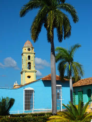 Trinidad palm