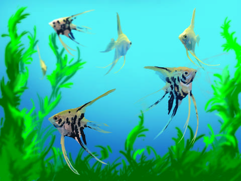Angelfish swimming