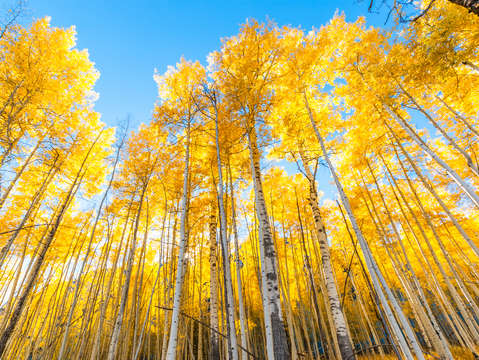 Autumn sentinels