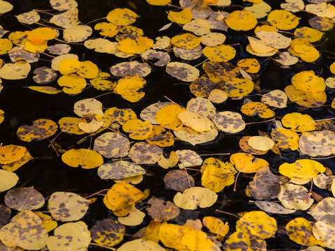 Fallen aspen leaves