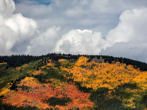 Colorful autumn leaves