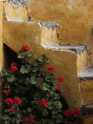 Steps and geraniums