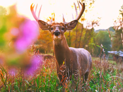Wildflower whitetail