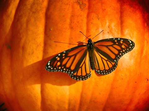 Autumn monarch