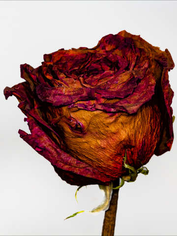 Dried rose 2