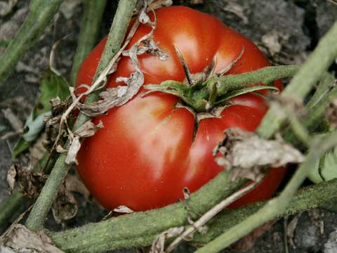 Tomato