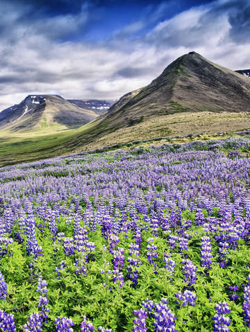 Lupins in pingeyri
