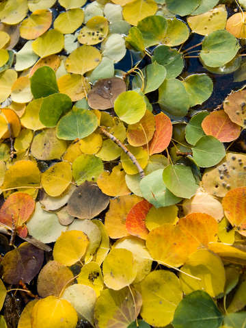 Carpet of fallen leaves