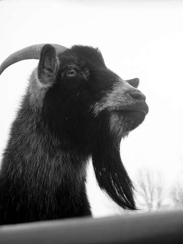 A beard with horns