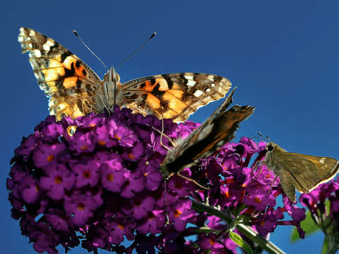 Monarch 2