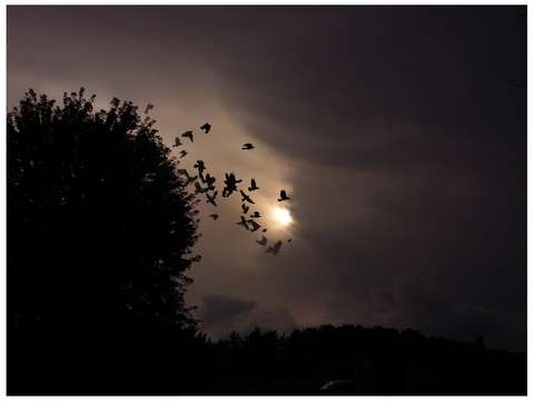 Look there are some crows