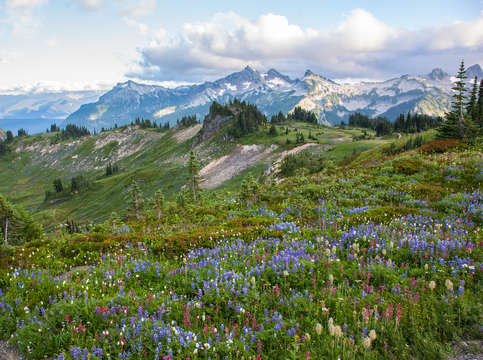 Wild rainier