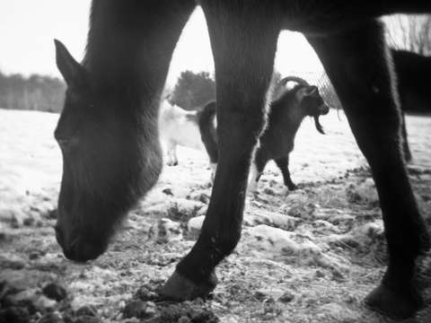 Grazing on ice