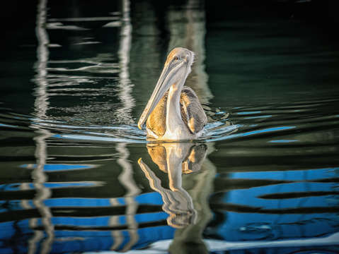 Ocracoke pelican
