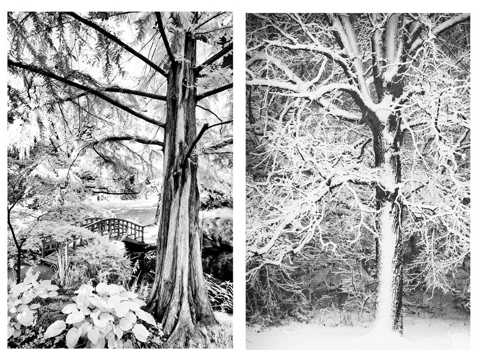 Tree triptych