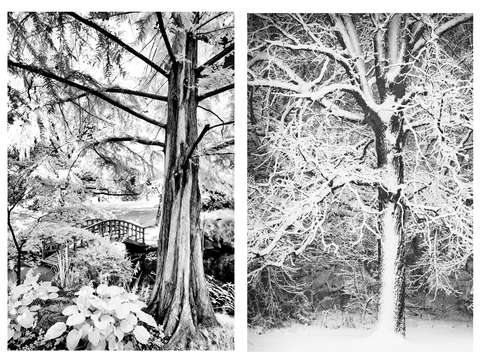 Tree triptych